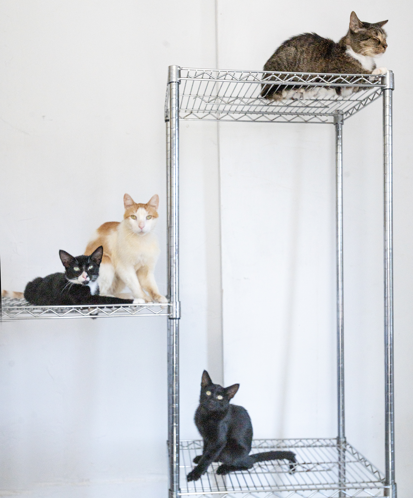 Top Cat Sanctuary cat photo